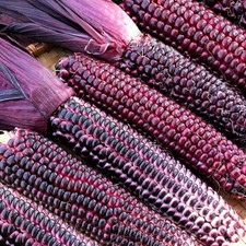 Double Red Sweet Corn Seeds - For 2026 Planting Purple Husk Bloody Butcher