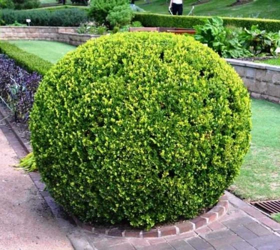 Japanese Boxwood ( Buxus ) - Live Plant - ( 2.5 QT ) - Evergreen - Image 2 of 4