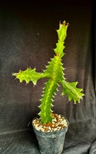 Euphorbia lactea, succulent