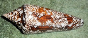 RA RFM 86319 Nice Conus bengalensis sumbawaensis Verbinnen 2022 90.9mm with oper