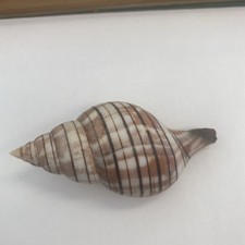 Gebänderte Tulpe 81mm gefunden auf Sanibel schöne Farbe