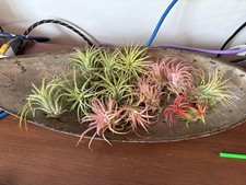 tillandsia air plants