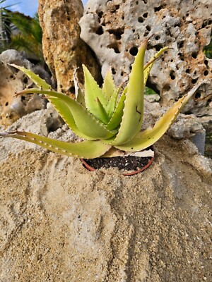 Aloe Secundiflora | eBay