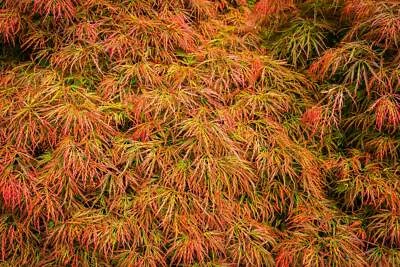 SEEDVILLE USA 10 WEEPING LACELEAF MAPLE Japanese Acer Palmatum Dissectum Green Yellow Red Tree