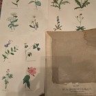 M.A. Donohue & Co. No. 997 Botanical Flower Prints by Walter Ferguson — photo 1