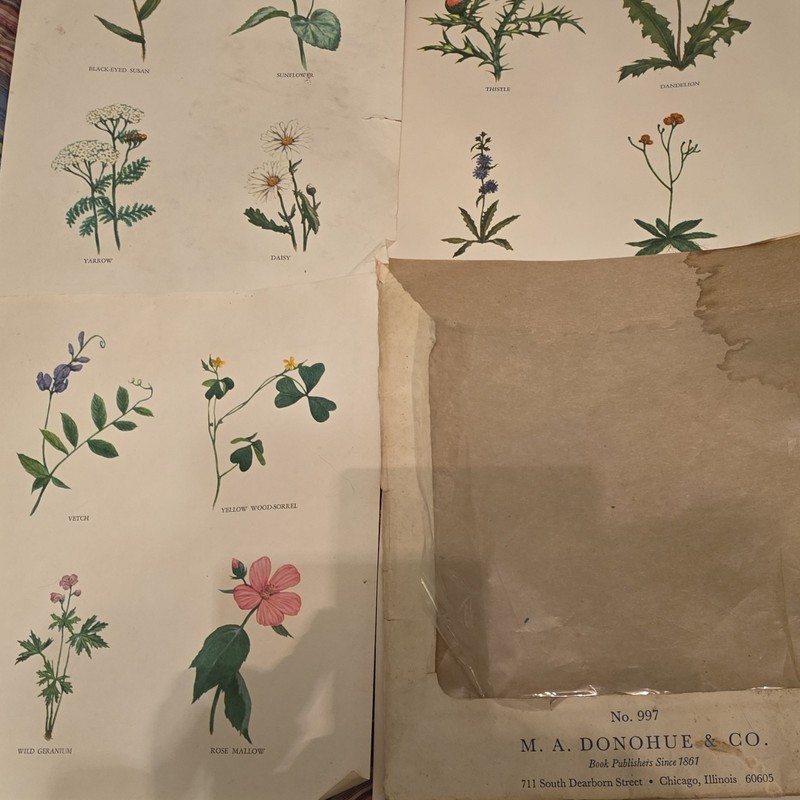 M.A. Donohue & Co. No. 997 Botanical Flower Prints by Walter Ferguson