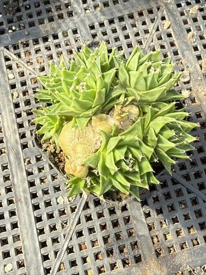 Obregonia denegrii Multi_Head Succulent Garden Décor Boutique seedgrowth WYSIWYG