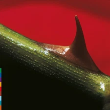 NIGHT SONG NEW VINYL