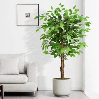 Artificial Ficus Tree For Auction Natural Curved Trunks Green 1 Pack 150cm/ 5ft