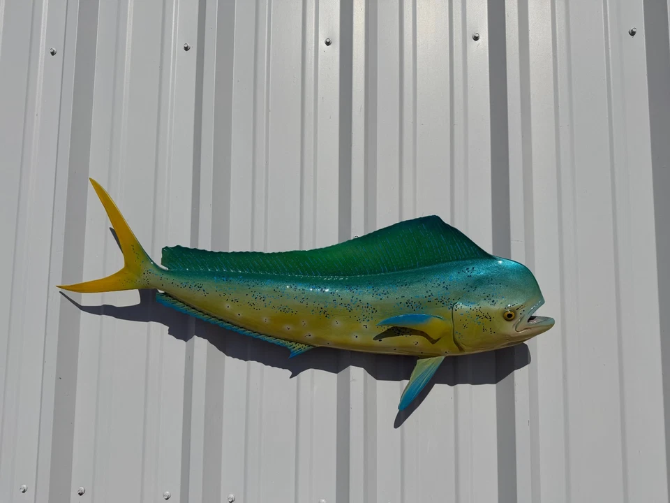 36" Bull Dolphin (Dorado/Mahi) réplica de montagem de peixe em dois lados - Em estoque - Imagem 4 de 4