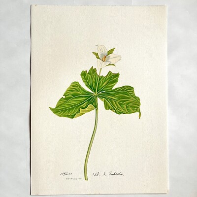 Shigezo Sukeda Paper Screen Print Oobana no enreisou Wildflowers of ...