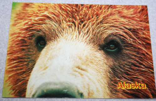 AK, Ansichtskarte ALASKA Bear country. Befördert von Alaska nach Bielefel (3441) - 第 1/2 張圖片
