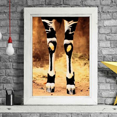 500813 AFRICAN ANIMAL - Okapi  -  **** 36x24 WALL PRINT POSTER