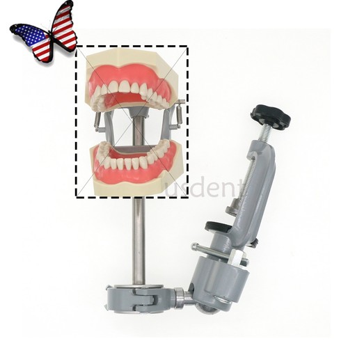 Poteau De Montage Pour Typodont Dentaire - Compatible Kilgore, Nissin, Columbia, Frasaco - Neuf