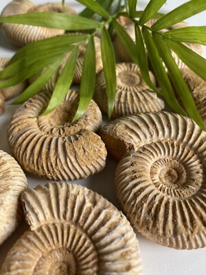 Assorted Ammonite Fossil-Unique Decor for Aquariums, Terrariums, Home, & Office!