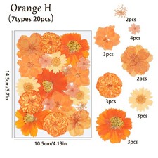 20PCS Real Pressed Dried flowers collection, Orange Dyed Daisy Flowers FCD508