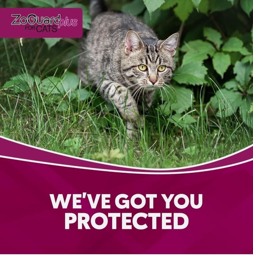 ZoGuard Preventative Flea Treatment for Cats & Kittens 1.5lb+ (6 Month Supply) - Thumbnail 6