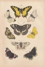 Schmetterlinge Schwalbenschwanz Fuchs Admiral LITHOGRAPHIE von 1880