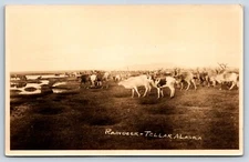 Postcard AK RPPC Teller Alaska Reindeer Feeding Wildlife Schalleres's Shop E3