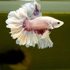 Live Betta Fish Pink Butterfly Rose Tail HM Premium Grade Thailand