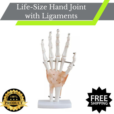 Life-Size Hand Joint with Ligaments Anatomical Human Model