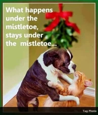 Funny Boxer dog fridgerator magnet 3 1/2 X 4 1/2 "