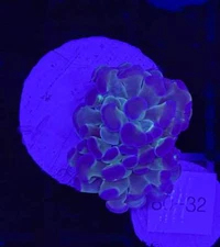 WYSIWYG Hologram Hammer Branching Live Coral Frag SPS LPS for Reef Aquarium