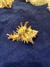 Vintage Horned Conch Seashell Shell home Decor Brown Spikes Gorgeous