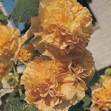 20 SEEDS for Lemon Yellow HOLLYHOCK rare flower bed exotic plant bush USA Seller