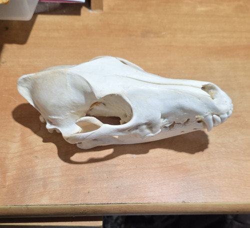 Coyote Canis latrans Skull Collectible White Bone - Skull Collectible Specimen
