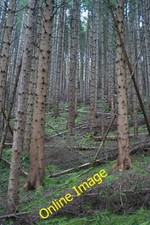 Photo 6x4 Dark Forest Balvenie Almost the whole of this square is wooded. c2012