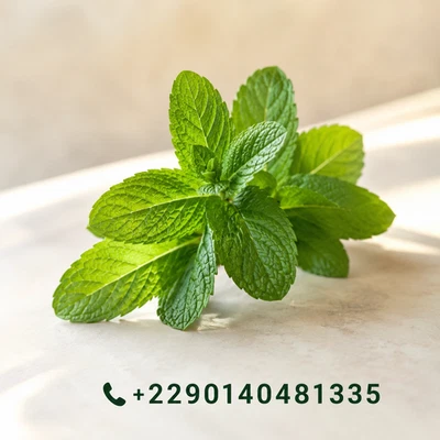 Menthe poivrée (Mentha × piperita) - Photo 1/3