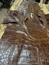 9’10 Wild Alligator Belly  Professionally Tanned