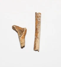 DINOSAUR FOSSIL Two 2 ASSOCIATED - Raptor Theropod Bones HELL CREEEK CRETACEOUS