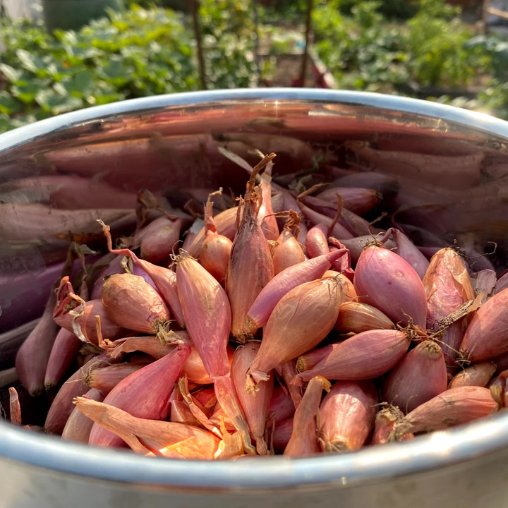 French Red Shallot Fall-Shipped Bulb Sets