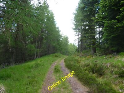 Foto 12x8 Glen Banvie Wood Bruar Waldspur durch Glen Banvie Wood c2012