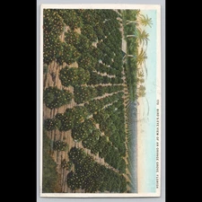 Antique Postcard Bird's Eye View of an Orange Grove Florida 1931
