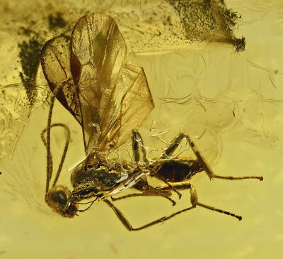 Detailed Apocrita (Narrow Waisted Wasp), Fossil insect inclusion in Baltic Amber