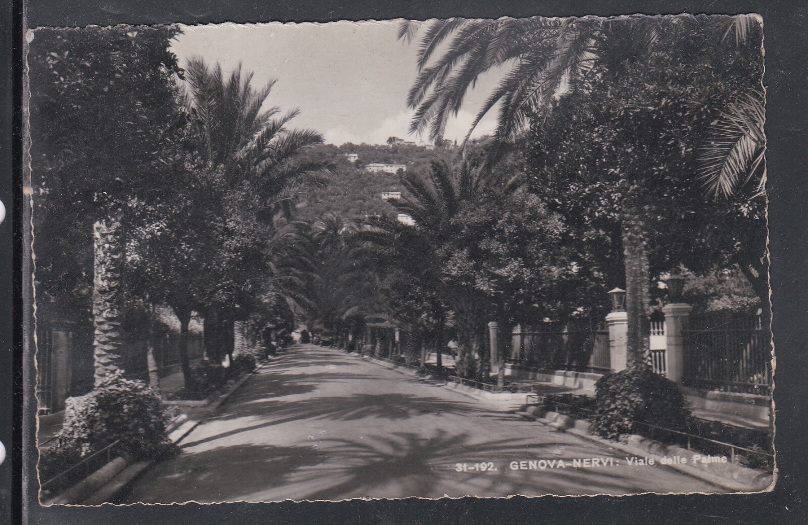 Cartolina Genova Nervi Viale delle Palme G2131