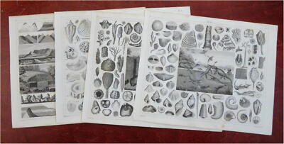 Ocean Life Shells Skeletons Fish 1851 antique print lot x 4