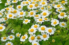 Green Feverfew Seeds – 900 Seeds – Hardy Medicinal Herb