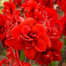 Amaryllis dutch double 'Double King' 32/34 cm jumbo bulbs Shipping Oct. 2026