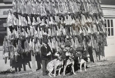 ORIGINAL 1950s PHOTO MEN HUNTING DOGS RACCOONS PELTS HANGING 5 X 3.5  M
