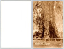 California SANTA CRUZ BIG TREES GENERAL SHERMAN TREE Zan RPPC Postcard W289