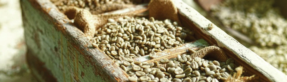 GRANOS DE CAFÉ VERDE DESCAFEINADO SIN TOSTAR PERÚ PERUANO 5 LIBRAS - DESCAFEINADO Foto 2 de 3