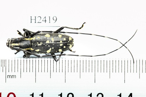 BEETLE, INSECT - H2419. Cerambycidae- VIETNAM - Picture 3 of 3
