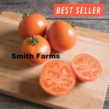 50 Seeds BHN 871 Tomato Large Juicy Easy to Grow Vegetable Garden Planting