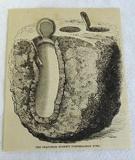 small 1882 magazine engraving ~ TRAP-DOOR SPIDER'S SUBTERRANEAN TUBE