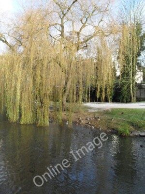 Photo 6x4 Ducks underneath the weeping willow in Millbrook Guildford  c2009