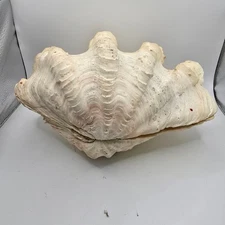 Genuine Giant Ruffled Clam Shell Tridacna Gigas Squamosa 11" x 7 1/2" 5.12 lbs